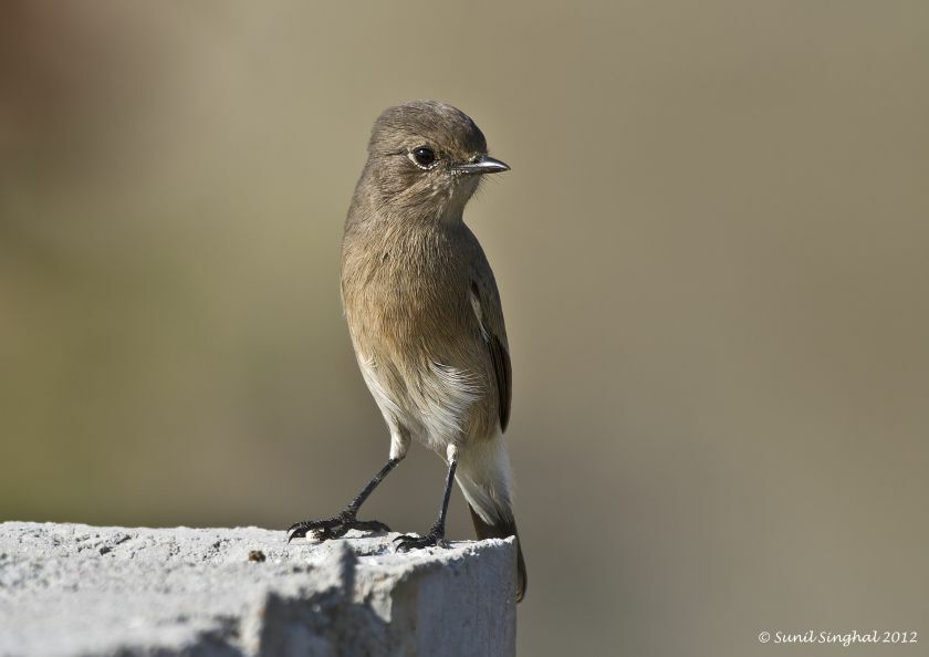 Pied Bush Chat