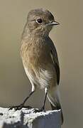 Pied Bush Chat