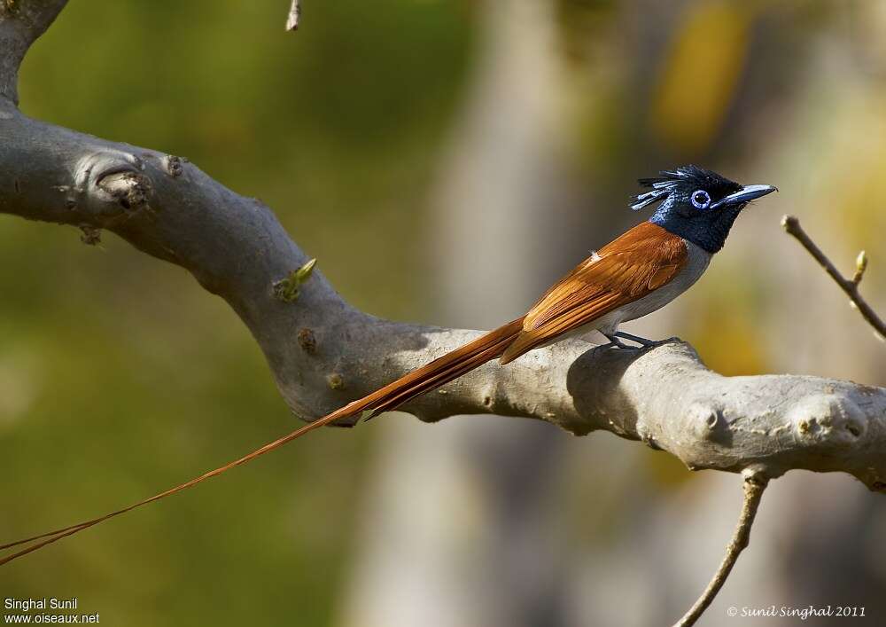 Tchitrec de paradis mâle, identification