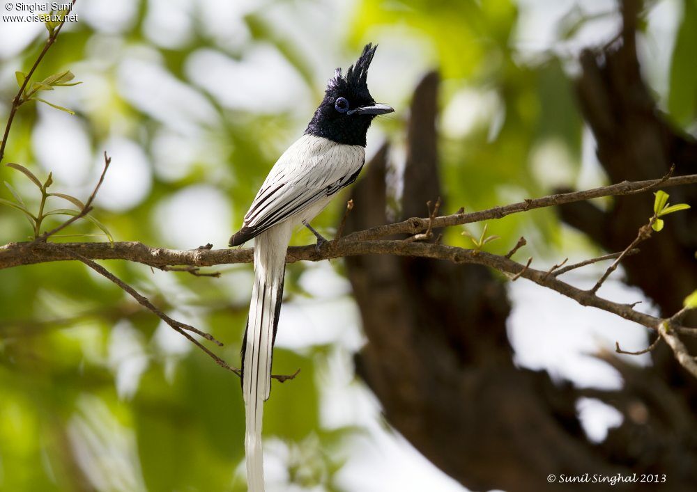 Indian Paradise Flycatcher male, identification