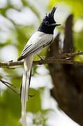 Indian Paradise Flycatcher