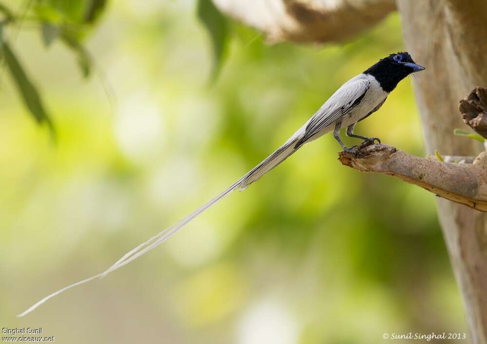 Tchitrec de paradis mâle, identification