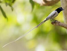 Indian Paradise Flycatcher