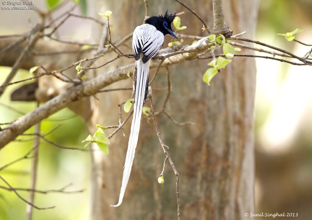 Indian Paradise Flycatcher male adult breeding, identification