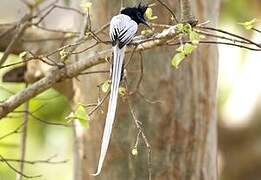 Indian Paradise Flycatcher