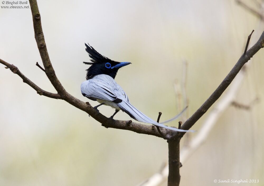 Indian Paradise Flycatcher male adult breeding, identification