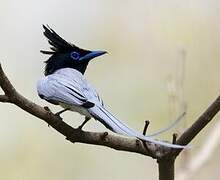 Indian Paradise Flycatcher