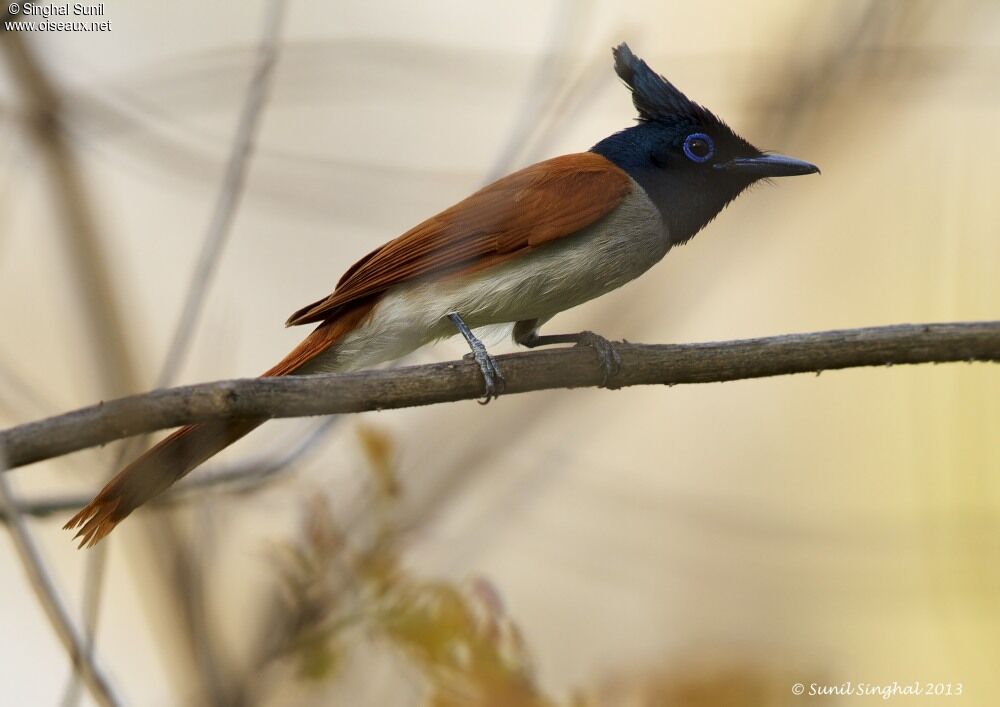 Indian Paradise Flycatcher female adult breeding, identification