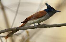 Indian Paradise Flycatcher