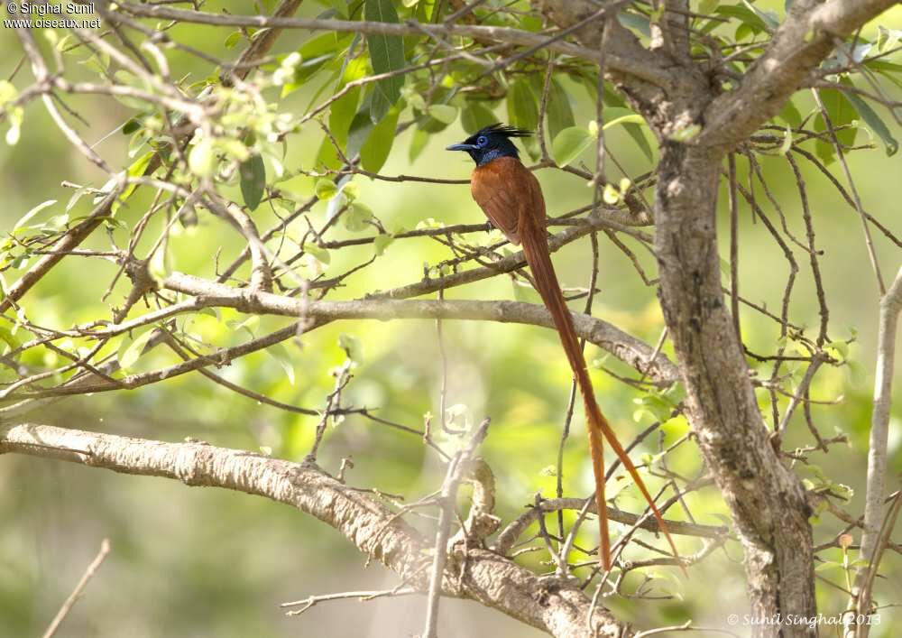 Tchitrec de paradis mâle, identification