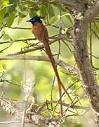 Indian Paradise Flycatcher