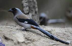 Grey Treepie