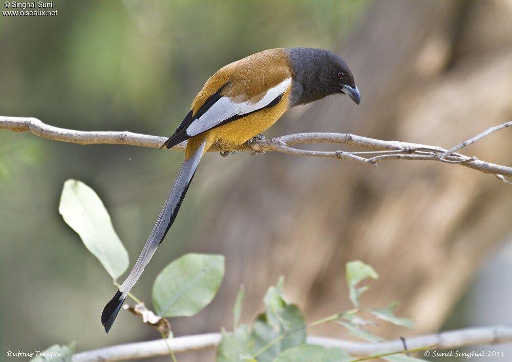 Rufous Treepieadult, identification