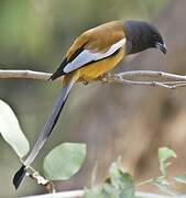 Rufous Treepie