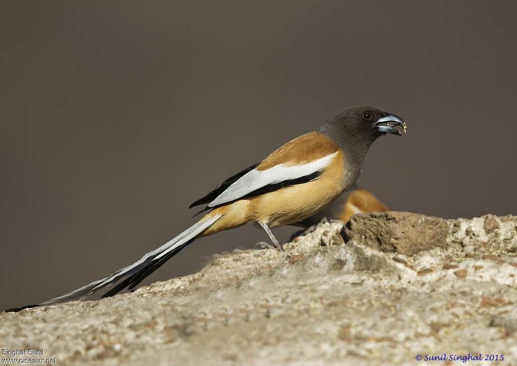 Rufous Treepieadult, eats, Behaviour