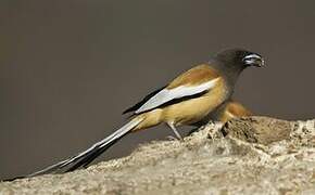 Rufous Treepie