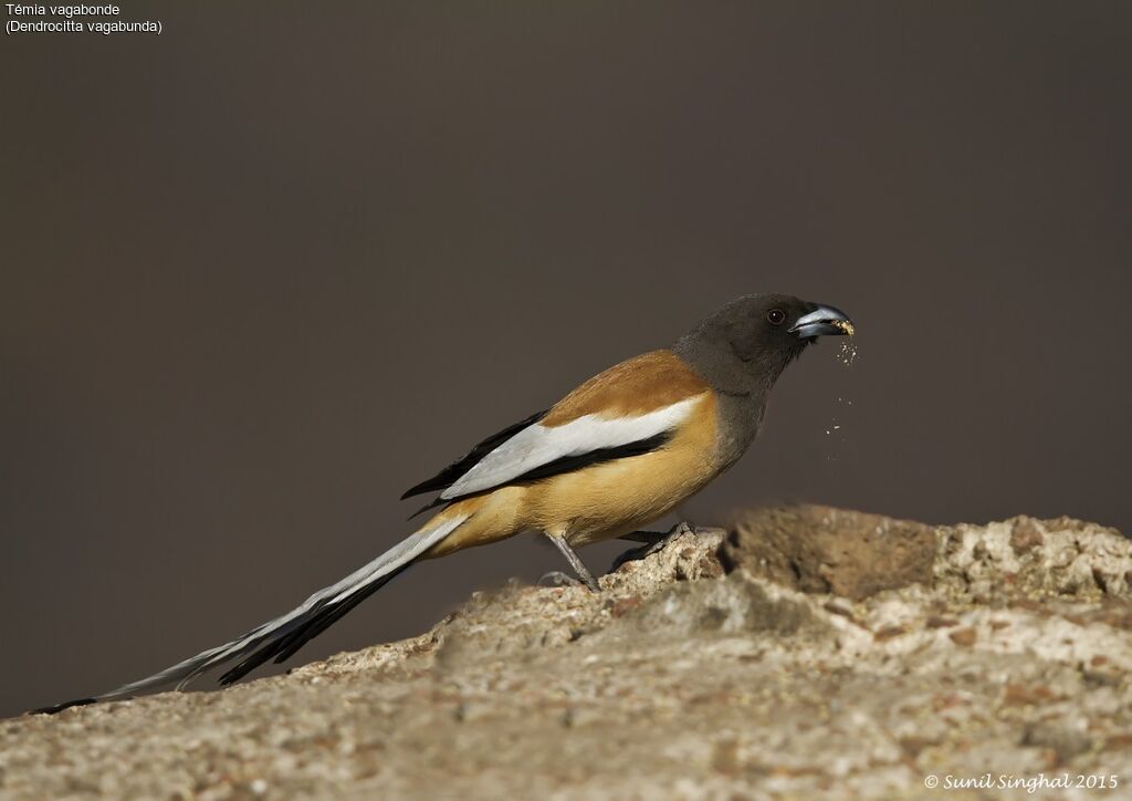 Rufous Treepieadult, eats, Behaviour