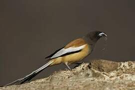 Rufous Treepie