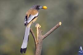 Rufous Treepie