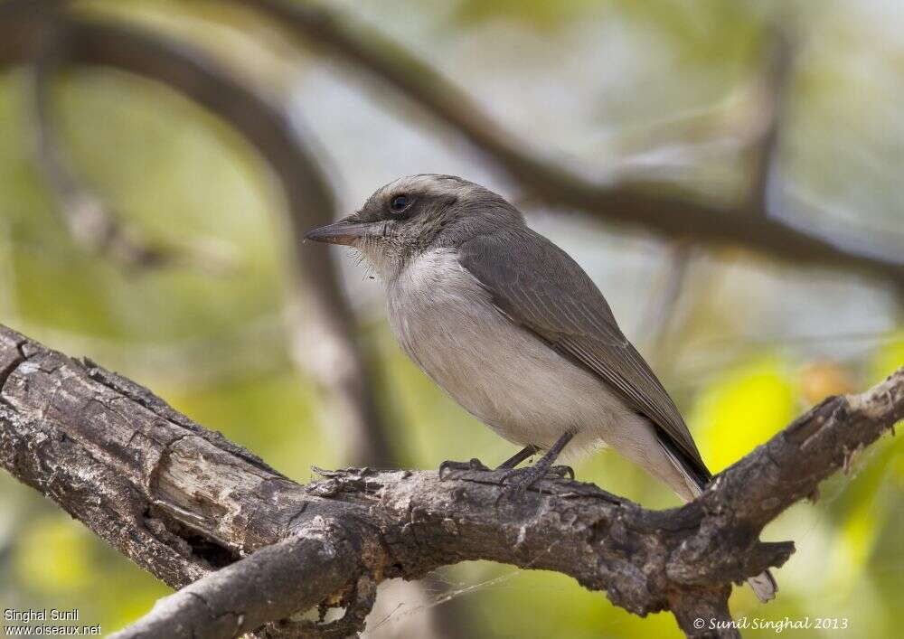 Téphrodorne de Pondichéryadulte, identification