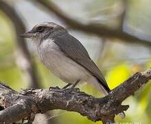 Common Woodshrike