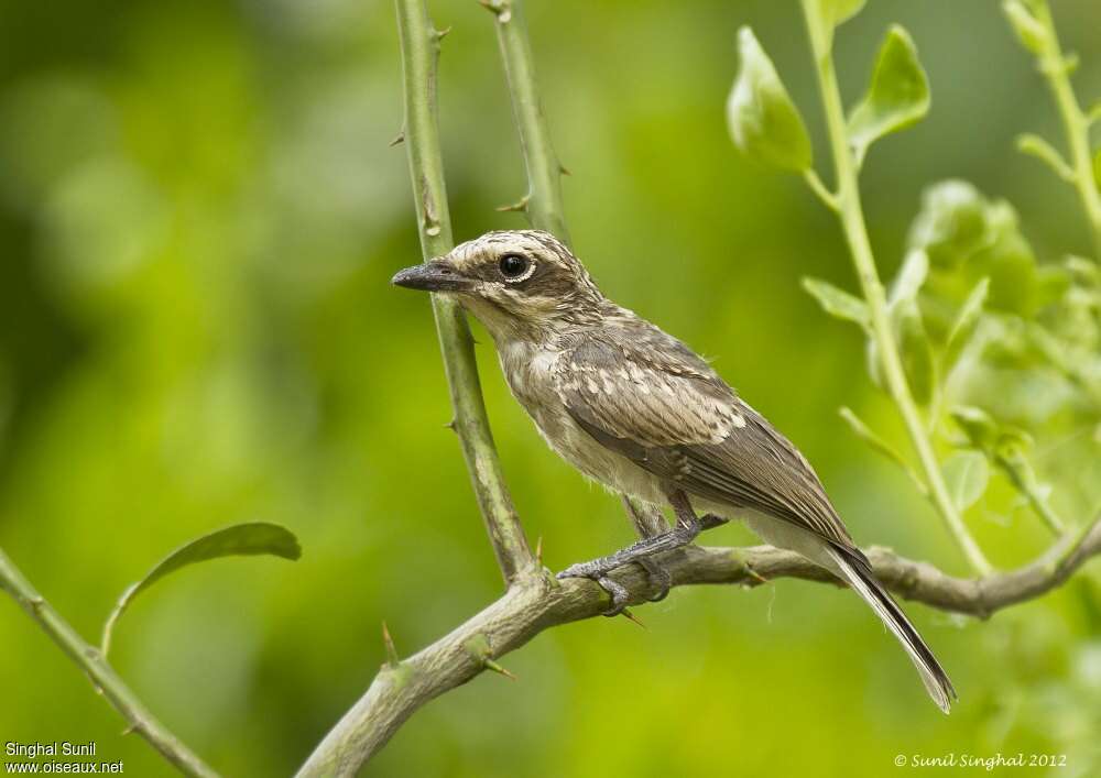 Common Woodshrikejuvenile, identification