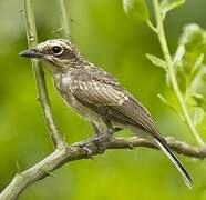 Common Woodshrike