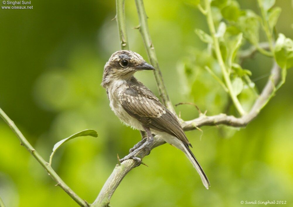 Common Woodshrikejuvenile, identification