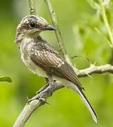 Common Woodshrike