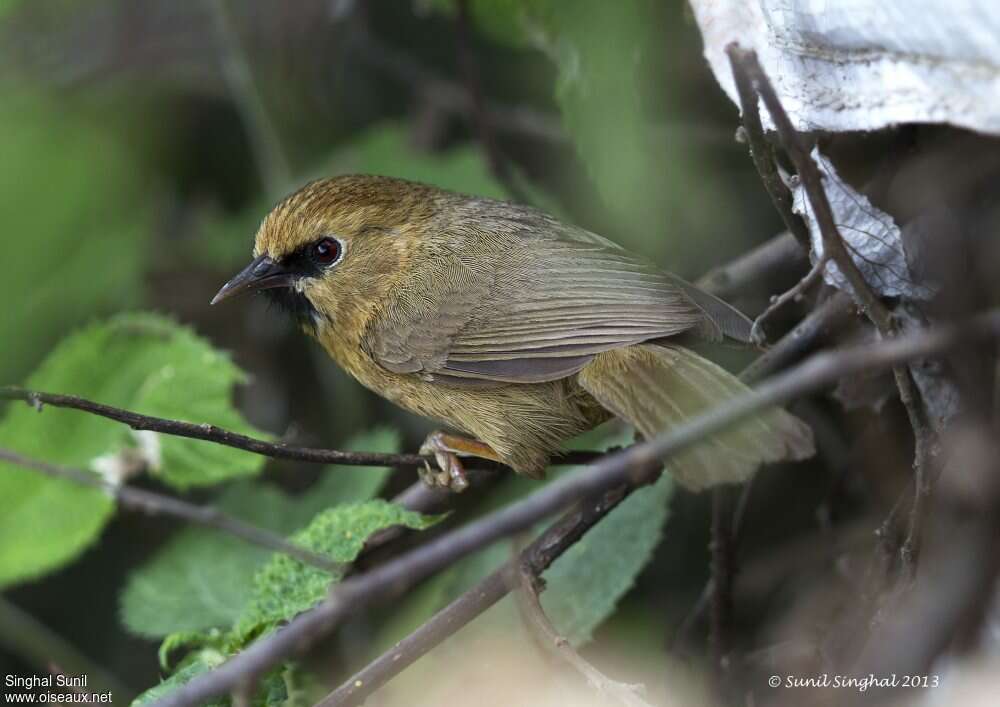 Timalie à bec rouge, identification