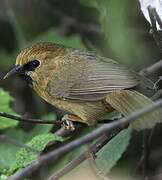 Black-chinned Babbler