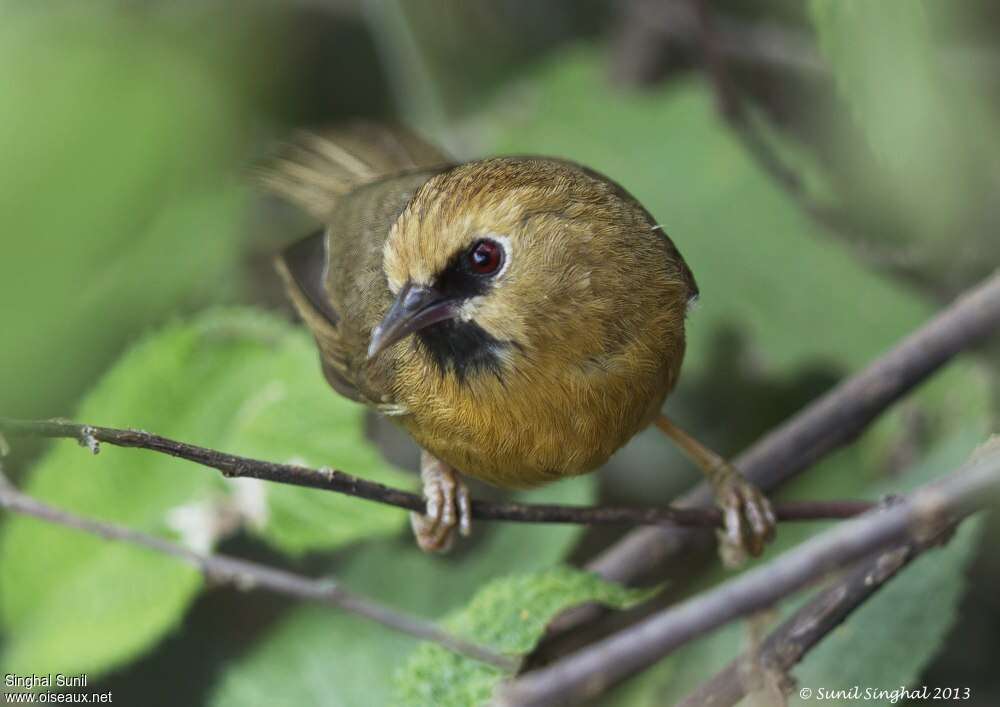 Timalie à bec rouge