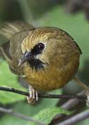 Black-chinned Babbler