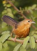 Tawny-bellied Babbler