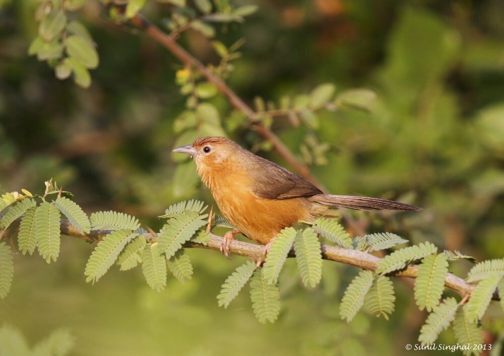 Tawny-bellied Babbler