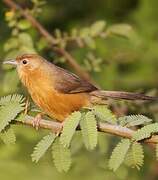 Tawny-bellied Babbler