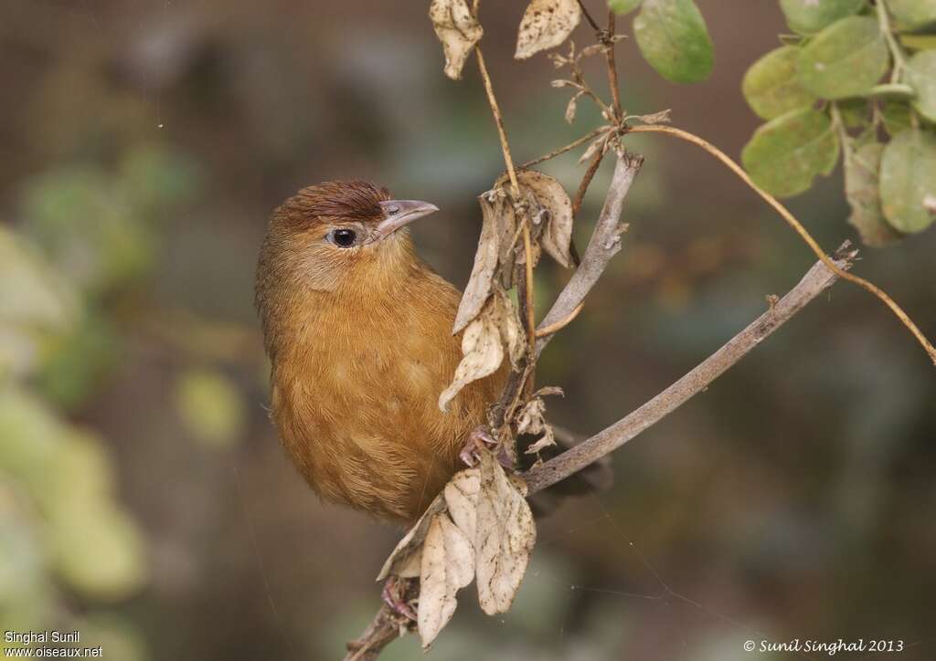 Tawny-bellied Babbleradult