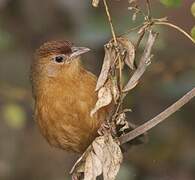 Tawny-bellied Babbler