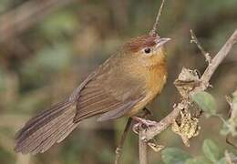 Tawny-bellied Babbler