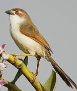 Yellow-eyed Babbler