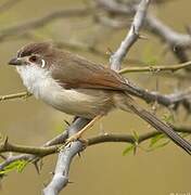 Yellow-eyed Babbler