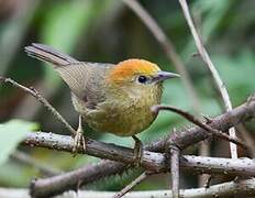 Rufous-capped Babbler