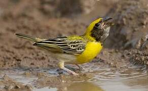 Baya Weaver