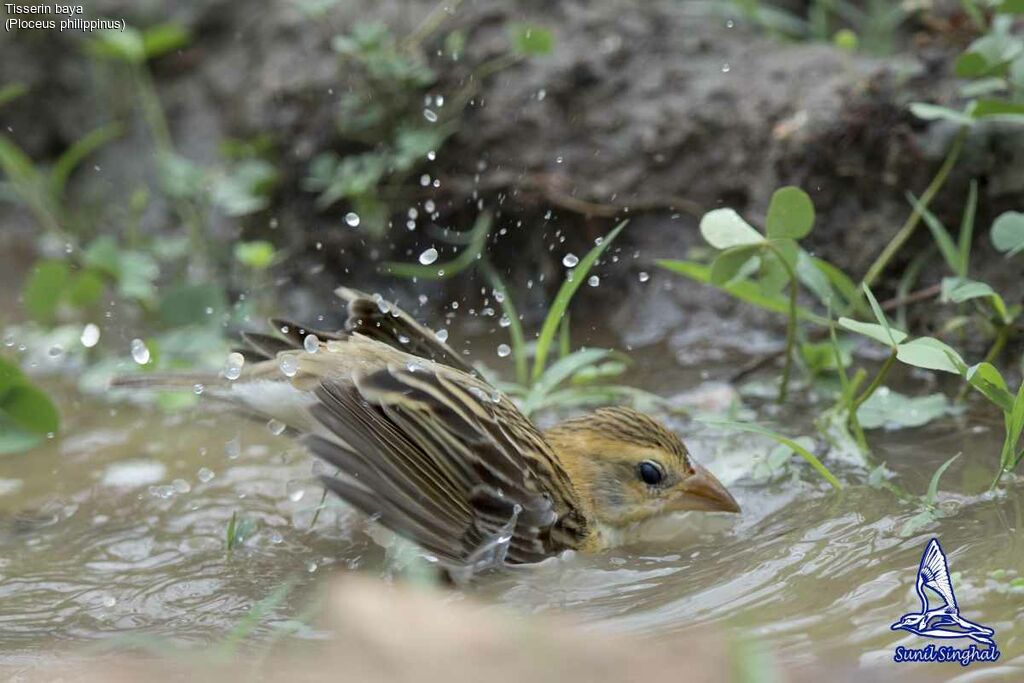 Tisserin baya femelle, identification, habitat, nage