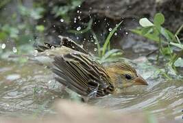 Baya Weaver