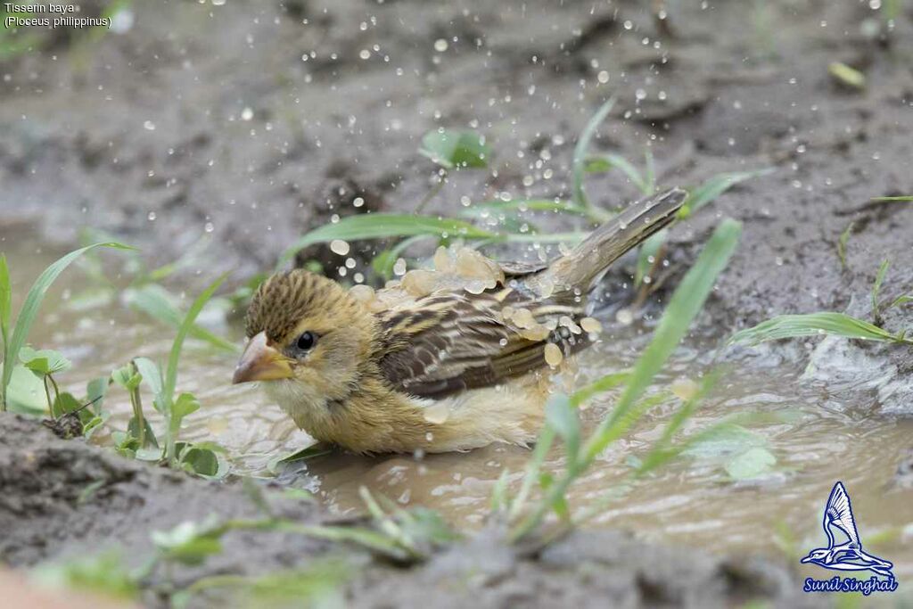 Baya Weaver female, identification, habitat