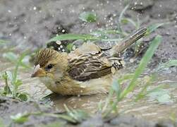 Baya Weaver