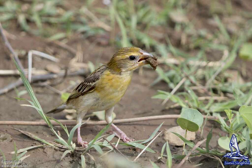 Baya Weaver female adult, pigmentation, feeding habits, eats