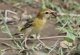 Baya Weaver