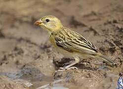 Baya Weaver